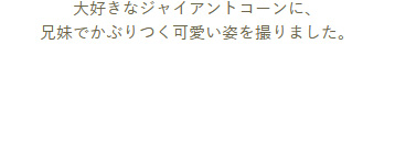 大好きなジャイアントコーンに、兄妹でかぶりつく可愛い姿を撮りました。